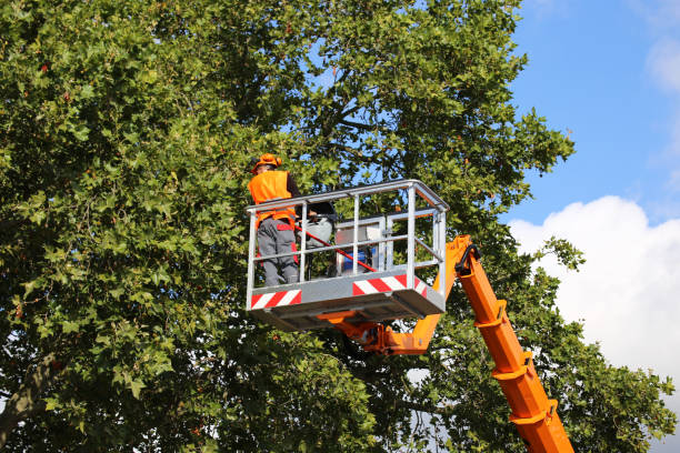 How Our Tree Care Process Works  in Oxford, MS